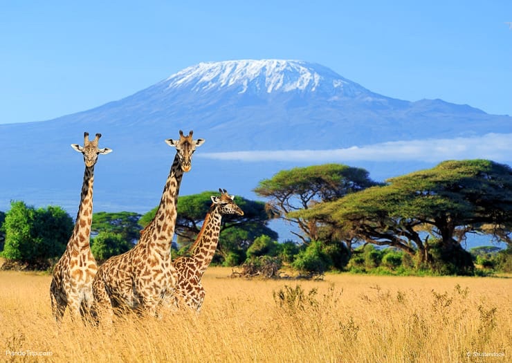 giraffes with mount kilimanjaro in the background. kilimanjaro national park tanzania