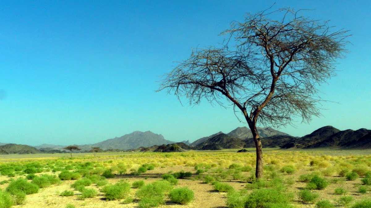 Национальный парк Вади Эль-Гамаль