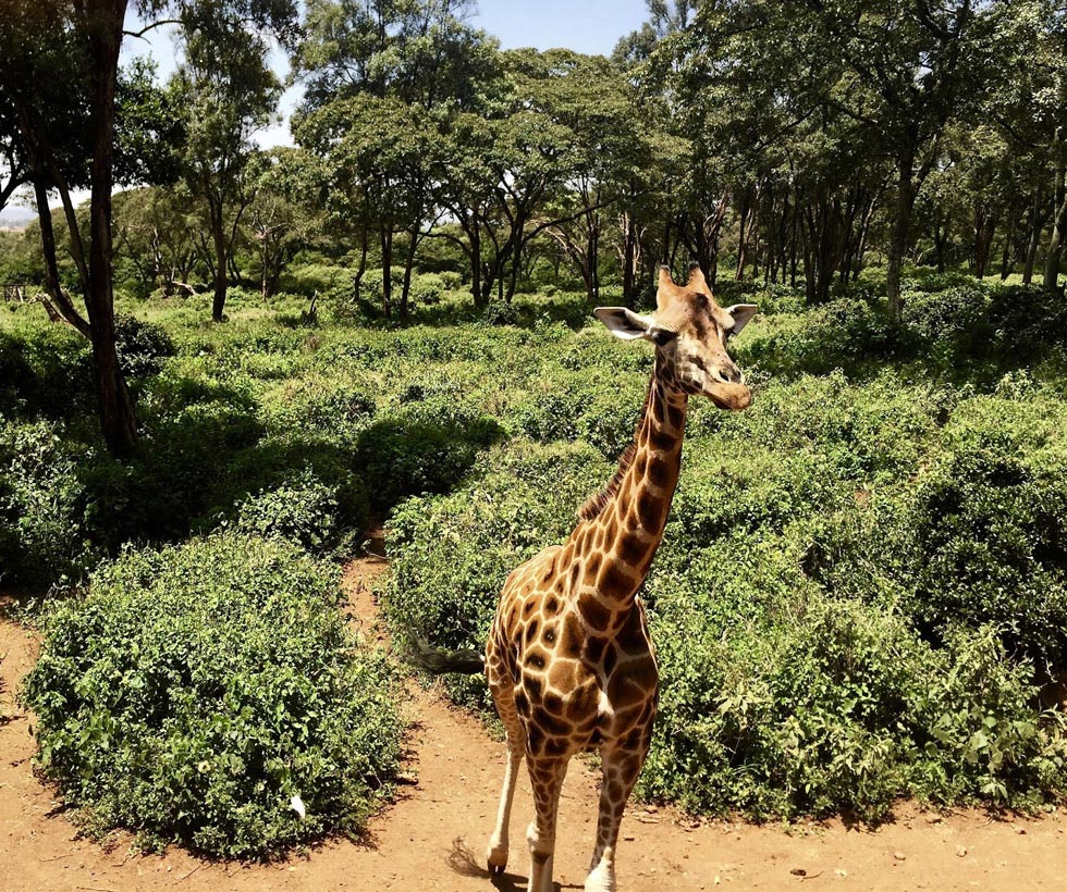 В Найроби, вернее его окрестностях, есть отель Giraffe mаnor.