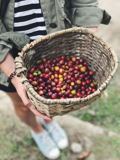 Picking coffee on a coffee plantation